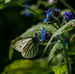 1Green veined white butterfly