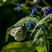 1Green veined white butterfly