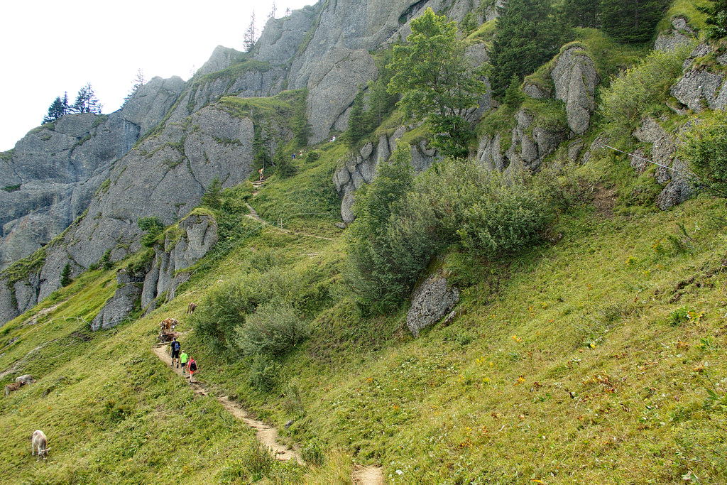 Kuhweide unterhalb vom Steineberg - HFF!