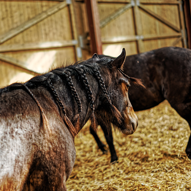 20240331_cooper ranch südharz (d800)