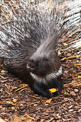 Porcupine