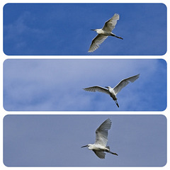 Little Egrets in Flight