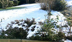 Bruyères sous la neige