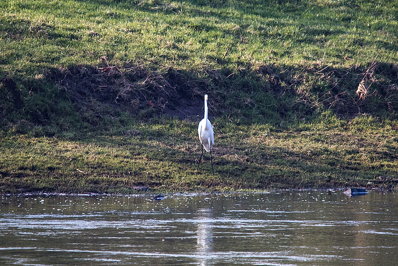 20150216 7023VRTw [D~SHG] Silberreiher (Casmerodius albus), Weser, Rinteln