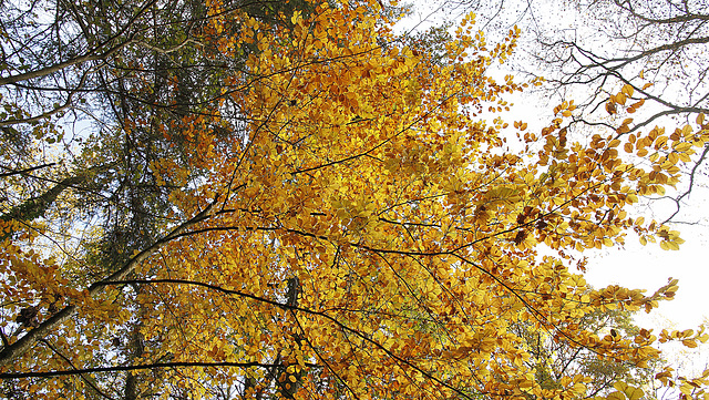 Feuilles d'or