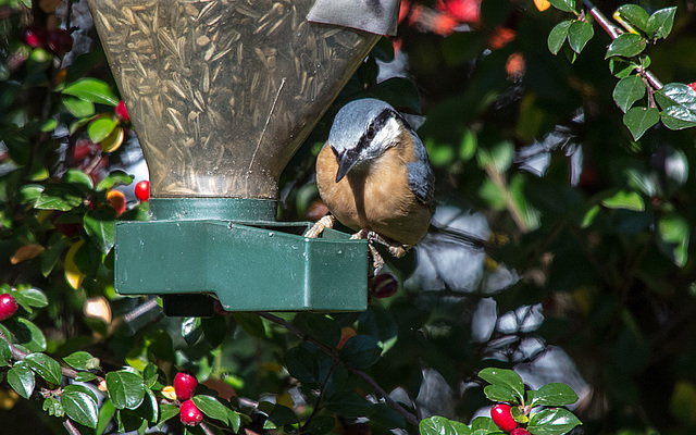 20151011 9374VRTw [D~RI] Kleiber (Sitta europaea), Rinteln