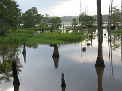 Calm morning on Bluff Lake