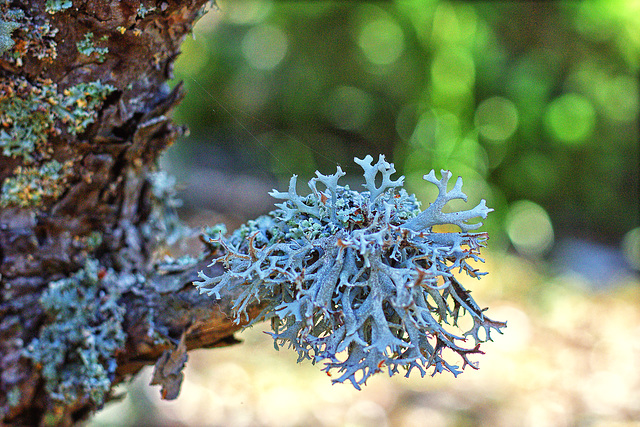 Lichens . Montagne de Chamouse.