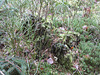 Waldboden