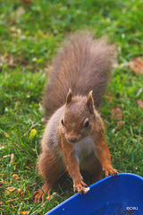 Red Squirrel