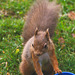 Red Squirrel