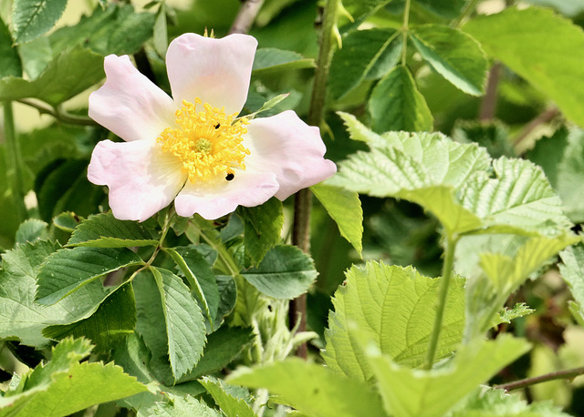 Heckenrose (Hundsrose) Heckenrose (Hundsrose)