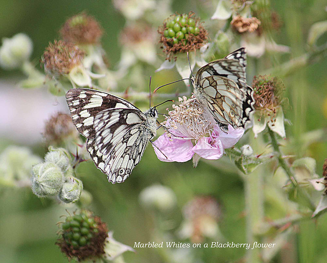 Marbled Whites on a Blackberry flower 30 6 2014