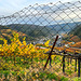 Herbst Fence Friday