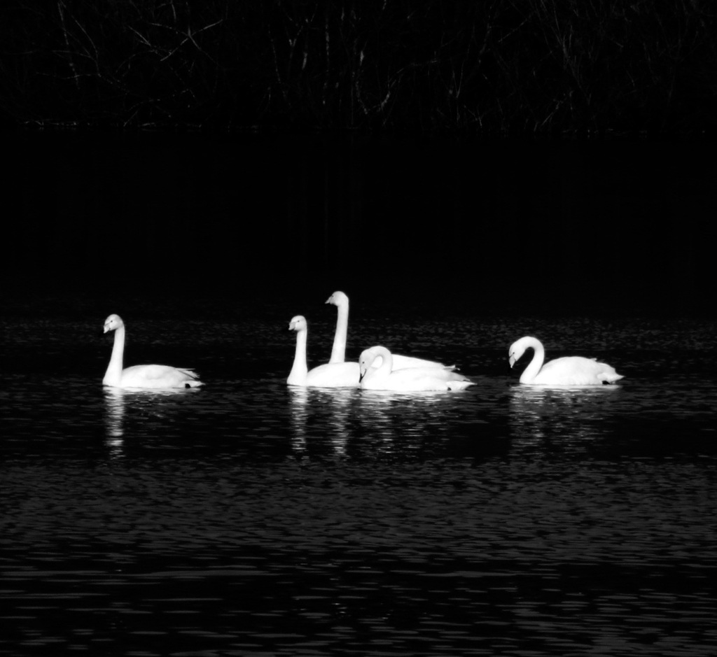 Reservoir Swans