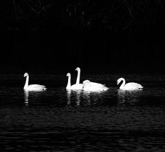 Reservoir Swans