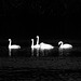 Reservoir Swans