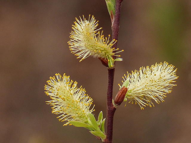 Catkins