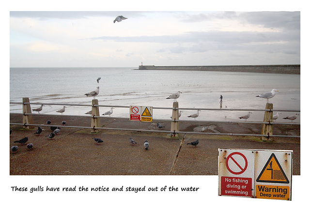 Well behaved gulls - Newhaven - 9.2.2016