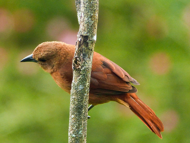 White-lined Tanager female, Asa Wright, Trinidad