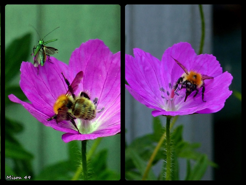 Dans mon jardin .