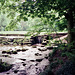 River Lathkill (Scan from July 1991)