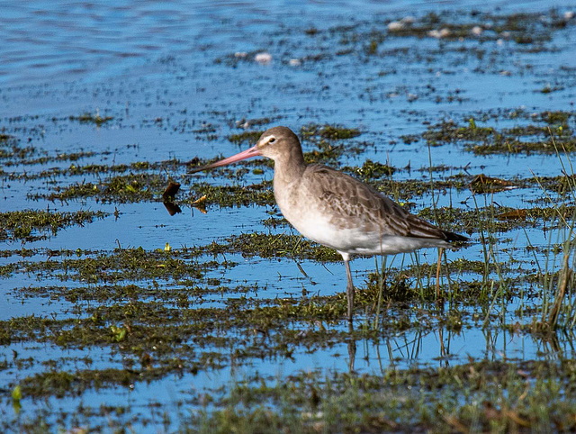 Black tailed godwit