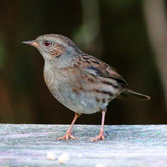 EOS 90D Peter Harriman 11 12 10 49182 dunnock dpp