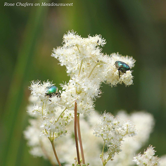 Meadowsweet with Rose Chafers East Blatchington Pond 13 7 2011