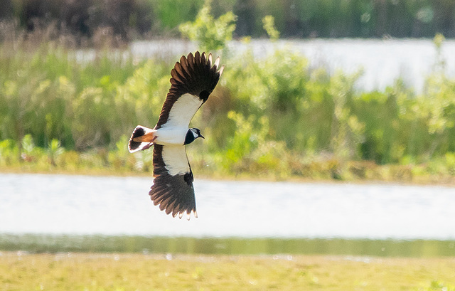 Lapwing