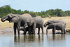 Zimbabwe, Large Family of Elephants at the Watering Hole in Hwange National Park