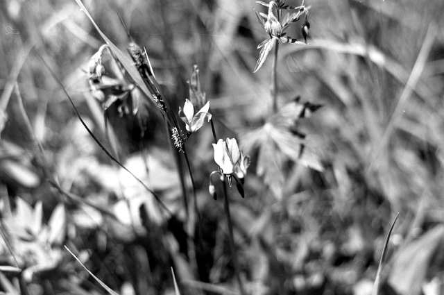 Shooting Star (Dodecatheon)