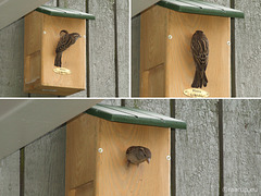 House Sparrow - looking for winter residence?