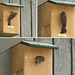House Sparrow - looking for winter residence?