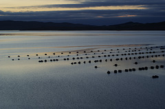 Shetland