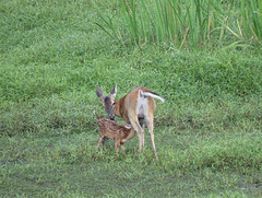 Whitetail deer nursing her fawn