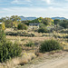 New Mexico landscape4