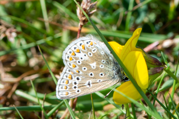 Common Blue-DSA1009