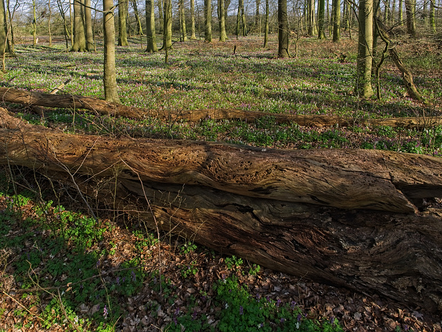 Auwald bei Hingste