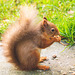 Red Squirrel