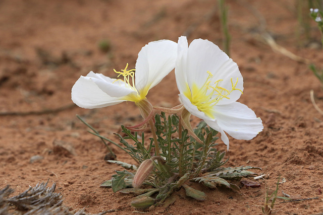 Fragrant Evening Primrose