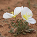 Fragrant Evening Primrose