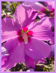 Hibiscus syriacus + 1 Nota