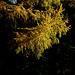 Autumn at Blackshaw Clough