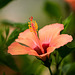 MONACO: Une fleur d' Hibiscus ( signifiant guimauve)