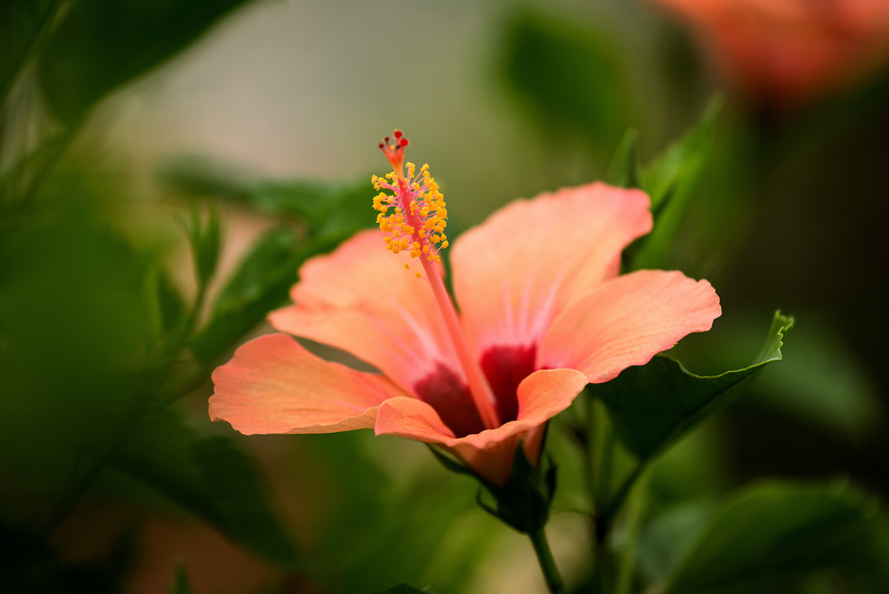 MONACO: Une fleur d' Hibiscus ( signifiant guimauve)