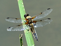 Four-spotted Chaser m (Libellula quadrimaculata) DSB 0302