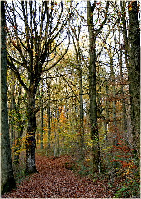 Dorer l'automne