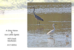 Grey Heron & 2 Little Egrets in Mill  Creek - Newhaven - 18.7.2016
