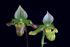 Paphiopedilum venustum and venustum album